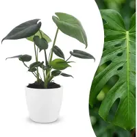 Green Boutiq - Monstera Deliciosa - Gatenplant - 1 Plant - met Potter Wit - Pot 12cm - Hoogte - 30cm