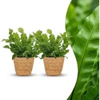 Green Boutiq - Asplenium Crispy Wave - Asplenium Crispy Wave - 2 Planten - met Mand - Pot 12cm - Hoogte - 30cm