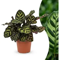 Green Boutiq - Calathea Makoyana - Pauwenplant - 1 Plant - Pot 12cm - Hoogte - 25cm