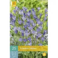 JUB X 25 Triteleia Corrina