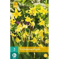JUB X 3 Erythronium Pagoda