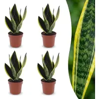 Green Boutiq - Sansevieria Future Superb - Vrouwentong - 4 Planten - Pot 12cm - Hoogte - 35cm
