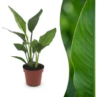 Green Boutiq - Strelitzia Reginea - Paradijsvogelbloem - 1 Plant - Pot 12cm - Hoogte - 35cm