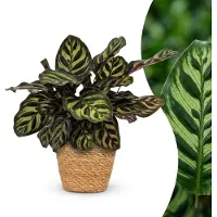 Green Boutiq - Calathea Makoyana - Pauwenplant - 1 Plant - met Mand - Pot 12cm - Hoogte - 25cm