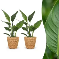 Green Boutiq - Strelitzia Reginea - Paradijsvogelbloem - 2 Planten - met Mand - Pot 12cm - Hoogte - 35cm