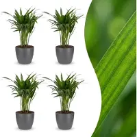 Green Boutiq - Areca Lutescens - Goudpalm - 4 Planten - met Potter Grijs - Pot 12cm - Hoogte - 45cm