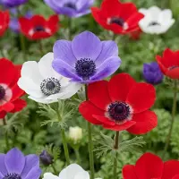 Green Boutiq - 60x Anemone de Caen Mix - Klaproosanemoon de Caen mix - Diversen - Voorjaarsbloeier - Bolmaat 5/6