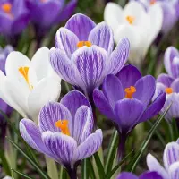 Green Boutiq - 60x Crocus Blue - White - Krokus - Blauw en Wit - Verwilderingsbol - Bolmaat 7/8