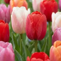 Green Boutiq - 30x Tulipa Glowing with pride - Tulp Glowing with pride - Diversen - Voorjaarsbloeier - Bolmaat 11/12