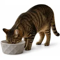 Belviona Kattenvoerbak keramiek voor natvoer, droogvoer & water, 550 ml mat donkergrijs/lichtgrijs