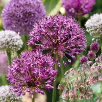 Green Boutiq - 160x Bulb Garden Allium - Bollentuinsierui - Diversen - Zomerbloeier - Bolmaat 10/12