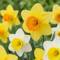 Green Boutiq - 30x Narcissus large Cupped mix - Grootbloemige narcis mix - Geel en Wit - Voorjaarsbloeier - Bolmaat 12/14