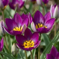 Green Boutiq - 25x Tulipa Persian Pearl - Tulipa Persian Pearl - Paars - Voorjaarsbloeier - Bolmaat 6/7