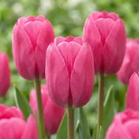 Green Boutiq - 30x Tulipa Triumph Pink - Triomftulp - Roze - Voorjaarsbloeier - Bolmaat 11/12