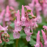 Green Boutiq - 160x Corydalis Beth Evans - Helmbloem Beth Evans - Wit en Paars - Verwilderingsbol - Bolmaat 6/+