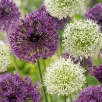 Green Boutiq - 120x Allium Purple - White Mix - Sierui paars-wit mengsel - Paars en Wit - Zomerbloeier - Bolmaat 10/12