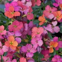 Arborix 6 x Erysimum 'Constant Cheer' - Steenraket pot 9x9cm