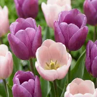 Green Boutiq - 48x Tulipa Macron mix - Tulp Macron mix - Diversen - Voorjaarsbloeier - Bolmaat 11/12