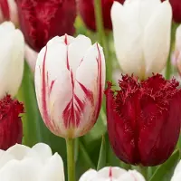 Green Boutiq - 120x Tulipa Dutch Design - Tulp Dutch Design - Roze en Wit - Voorjaarsbloeier - Bolmaat 11/12