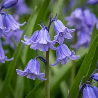 Green Boutiq - 160x Hyacinthoides non Scripta - Wilde hyacint - Blauw - Verwilderingsbol - Bolmaat 7/8