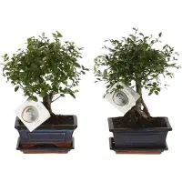 Green Boutiq ZynesFlora Echte Bonsai Bomen in Keramiek Sierpot - 2 Stuks - Hoogte: 25-30 cm - Feng Shui Zen Bonsai Meditatie Decoratie