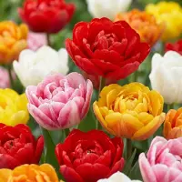 Green Boutiq - 60x Tulipa Double mix - Gevulde tulp mix - Diversen - Voorjaarsbloeier - Bolmaat 11/13