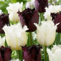 Green Boutiq - 30x Tulipa Breakdance mix - Tulp Breakdance mix - Diversen - Voorjaarsbloeier - Bolmaat 11/12
