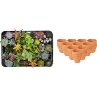 Green Boutiq ZynesFlora - Mini Succulenten Mix - 30 Stuks - Ø 8,1 cm Terracotta Bloempotten - 5-10 cm