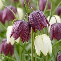 Green Boutiq - 60x Fritillaria Meleagris Mix - Kievitsbloem mix - Paars en Wit - Verwilderingsbol - Bolmaat 6/7