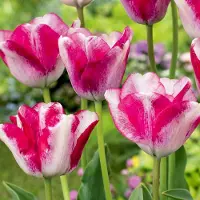 Green Boutiq - 96x Tulipa Mata Hari - Mata Hari tulp - Roze en Wit - Voorjaarsbloeier - Bolmaat 11/12