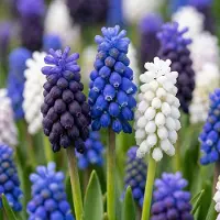 Green Boutiq - 200x Muscari Magic mix - Druifhyacint - Diversen - Verwilderingsbol - Bolmaat 7/8