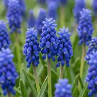 Green Boutiq - 800x Muscari Armeniacum - Armeense druifhyacint - Blauw - Verwilderingsbol - Bolmaat 7/8