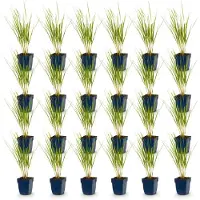 Green Boutiq - Grassen - Molinia arund. Karl Foerster - Pijpestrootje - Met Pluim - Groen - 24 Planten - Pot 11cm - Hoogte 15-25cm
