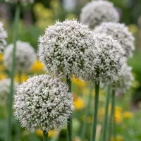 Green Boutiq - 320x Allium Ping Pong - Sierui Ping Pong - Wit - Zomerbloeier - Bolmaat 6/7