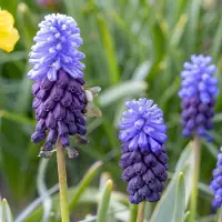 Green Boutiq - 100x Muscari Latifolium - Breedbladig blauw druifje - Blauw - Verwilderingsbol - Bolmaat 5/6