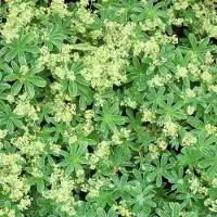 Arborix 6 x Alchemilla alpina - Vrouwenmantel pot 9x9 cm
