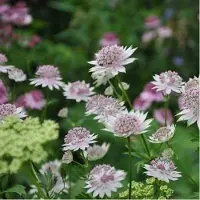 Arborix 3 x Astrantia Major 'Buckland' - Zeeuws Knoopje pot 9x9cm