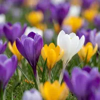 Green Boutiq - 70x Crocus mix - Gemengde krokussen - Diversen - Verwilderingsbol - Bolmaat 7/8