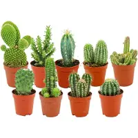 Green Boutiq ZynesFlora Mini Cactus Set - 9 Stuks in 5.5 cm Kwekerspot - Kleine Kaktus Collectie Kamerplant - Hoogte: 5-10 cm