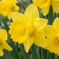 Green Boutiq - 280x Narcissus Yellow - Gele narcis - Geel - Voorjaarsbloeier - Bolmaat 10/12