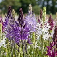 Green Boutiq - 40x Camassia Leichtlinii Mix - Grote camas - Blauw en Wit - Zomerbloeier - Bolmaat 12/14
