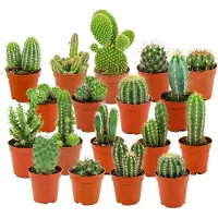 Green Boutiq ZynesFlora Mini Cactus Set - 18 Stuks in 5.5 cm Kwekerspot - Kleine Kaktus Collectie Kamerplant - Hoogte: 5-10 cm
