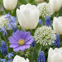 Green Boutiq - 500x Bulb Garden Blue - Blauwe bollentuinmix - Diversen - Zomerbloeier - Bolmaat 10/12