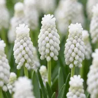 Green Boutiq - 100x Muscari White Magic - Witte druifhyacint - Wit - Verwilderingsbol - Bolmaat 6/7