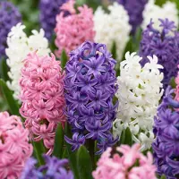 Green Boutiq - 20x Hyacinthus Pastel mix - Pastel mix hyacint - Pastel - Voorjaarsbloeier - Bolmaat 14/15
