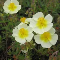 Arborix 6 x Helianthemum 'Elfenbeinglanz' - Zonneroosje pot 9x9cm