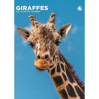 CalendarsRUs Giraffe A3 Kalender 2027