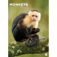 CalendarsRUs Apen A3 Kalender 2027