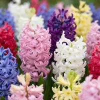 Green Boutiq - 20x Hyacinthus mix - Hyacint mix - Diversen - Voorjaarsbloeier - Bolmaat 14/15