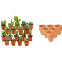 Green Boutiq ZynesFlora - Mini Cactus Mix - 18 Stuks - Ø 8,1 cm Terracotta Bloempotten - 5-10 cm